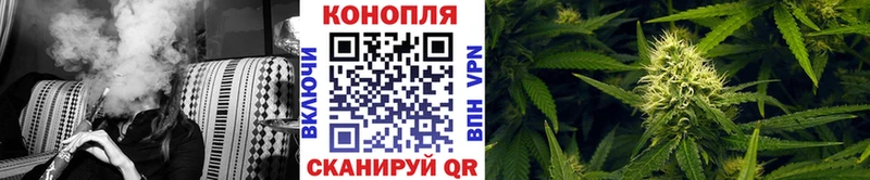 Купить закладки  Шебекино  Конопля сатива 